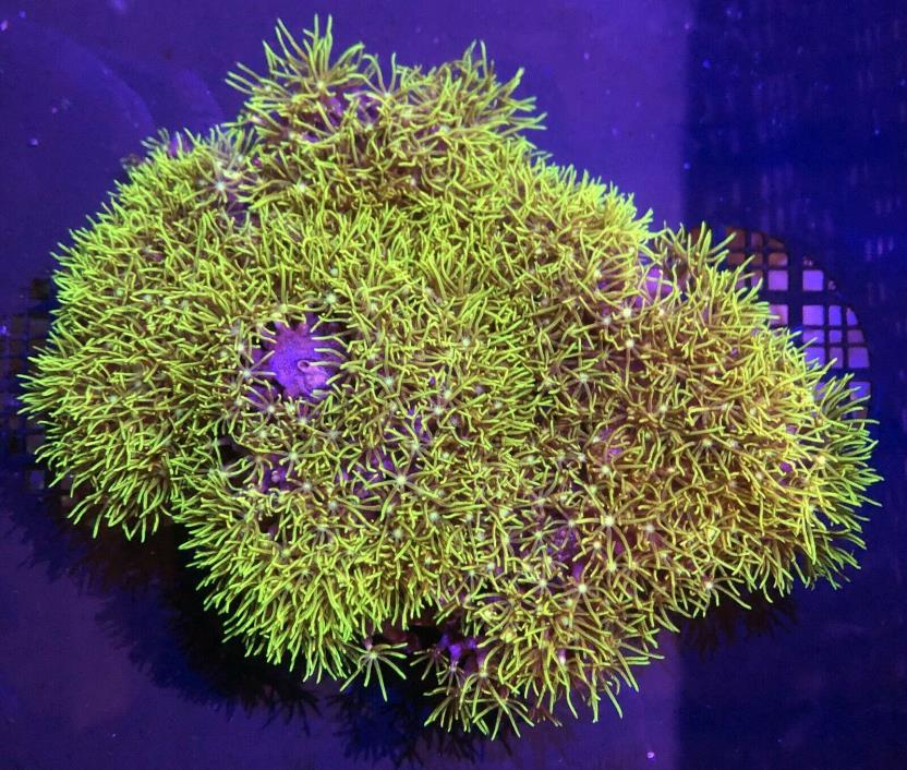 Green Star Polyps (GSP) Live Coral WYSIWYG 87o