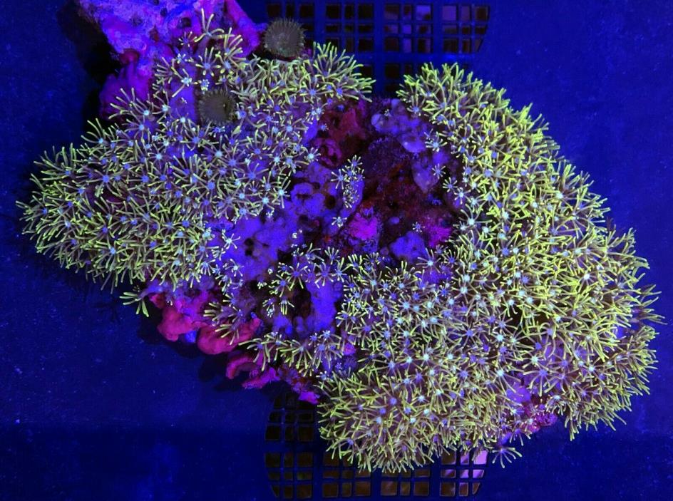 Green Star Polyps (GSP) Live Coral WYSIWYG 66R