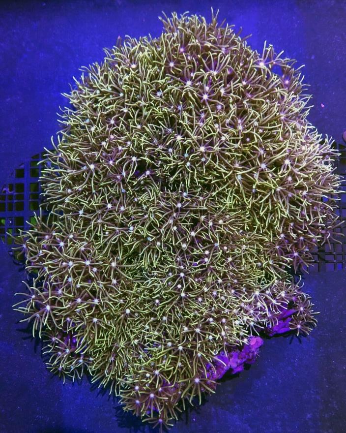 Green Star Polyps (GSP) Live Coral WYSIWYG 62B