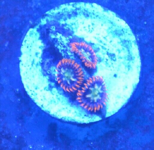 KJ'S ALPHA AND OMEGA ZOANTHID WYSIWYG FREE COMBINED SHIPPING ZOAS KJ CORALS