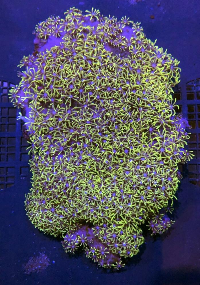 Green Star Polyps (GSP) Live Coral WYSIWYG 44G
