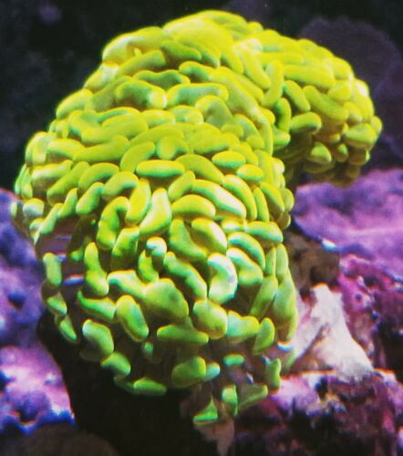 Aust Neon YellowHammer (Live Coral Colony) Hardy Fast Growing Colorful- WYSIWYG