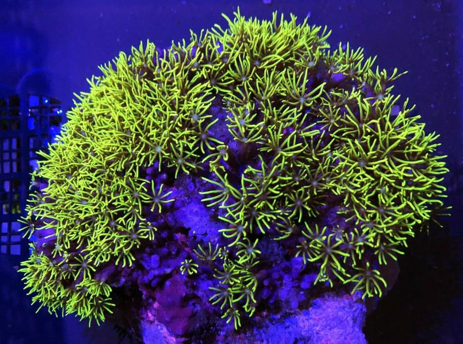 Green Star Polyps (GSP) Live Coral WYSIWYG 17G