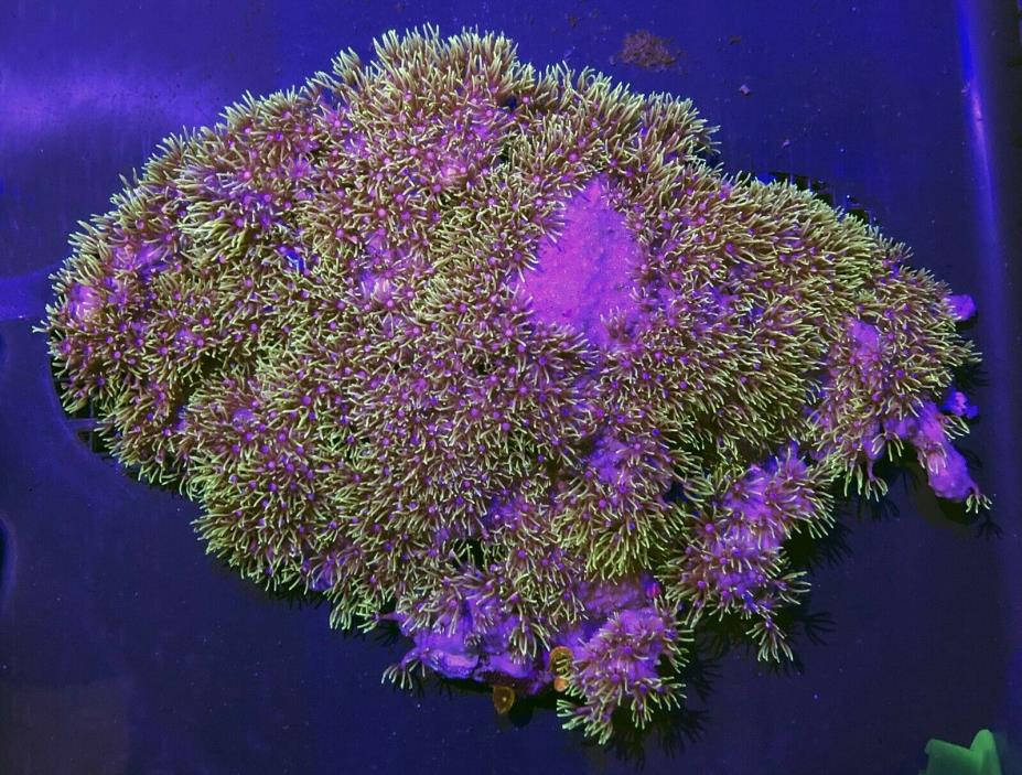 Green Star Polyps (GSP) Live Coral WYSIWYG 14G