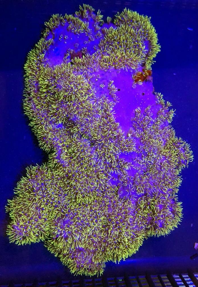 Green Star Polyps (GSP) Live Coral WYSIWYG 14B