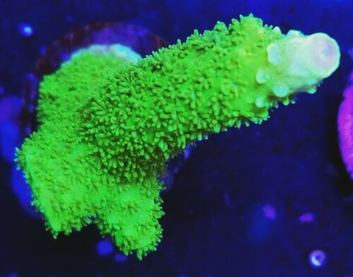 Green Slimer Acropora (Live Coral Frag) Hardy Fast Growing Colorful -Stock Item