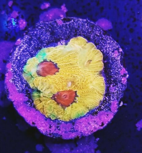Fascination Favia (Live Coral Frag) Hardy Fast Growing Colorful - Stock Item
