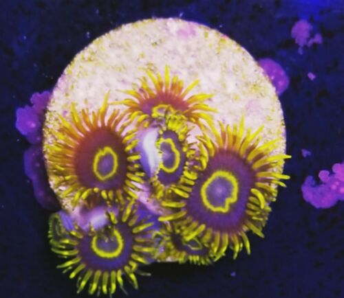 Blue Hornet Zoanthid (Live Coral Frag) Hardy Fast Growing Colorful - WYSIWYG
