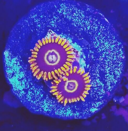 Rainbow Hornet Zoanthid (Live Coral Frag) Hardy Fast Growing Colorful- WYSIWYG