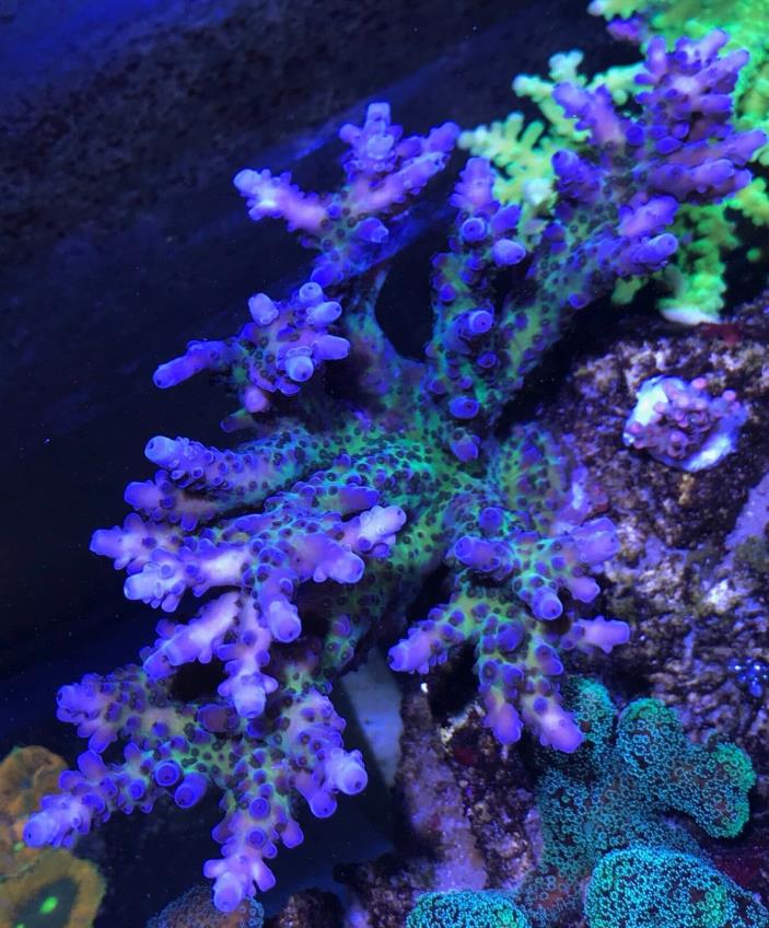 Blue Miyagi Acropora Tortuosa Tankraised Live Coral LPS Fish Aquarium Reef Tank