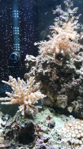 Kenya Tree Coral - 1-2