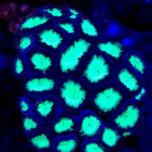 Toxic Day-Glow Blastomussa 25+ Polyp Colony Coral WYSIWYG Live Coral Ultra