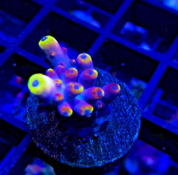 Jason Fox Fox Flame Acro Acropora Frag Rare Live Coral SPS