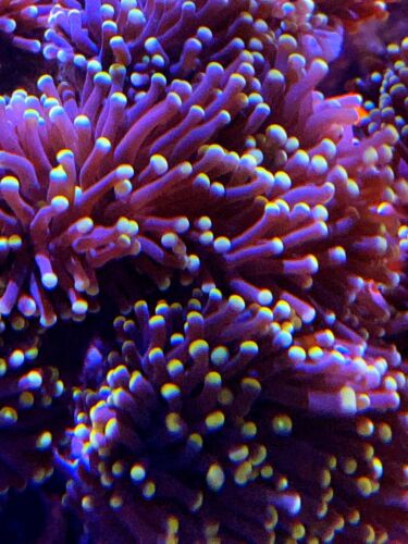 Coral Frag XXL Orange Tip Torch Colony Euphyllia Hammer Frogspawn Type