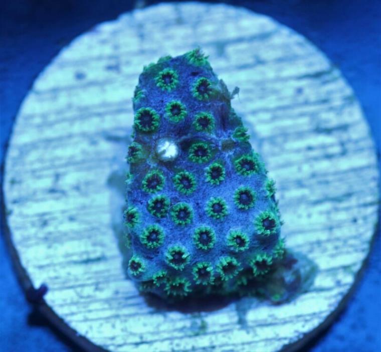 L3 Tyree Japonica Cyphastrea! LPS, SPS, Chalice, Live Coral.