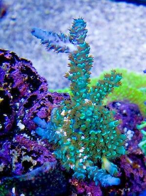 Tyree Blue Matrix Acro Acropora Frag Rare Live Coral SPS