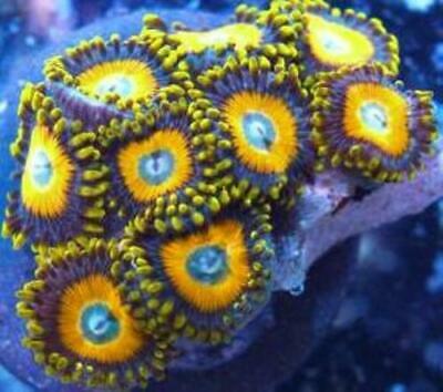 Scrambled Eggs Zoanthid Frags 2 to 4 polyps (Cut to order)