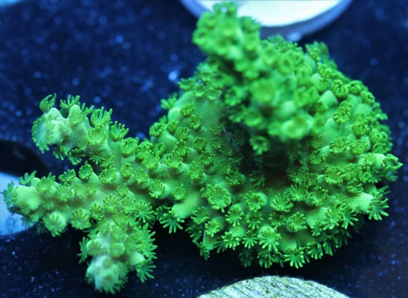 F3 Green Slimer Acropora! LPS, SPS, Chalice, Live Coral.