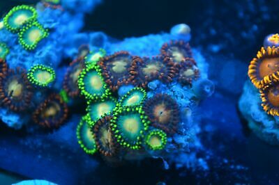 Mixed Zoa Combo Rock