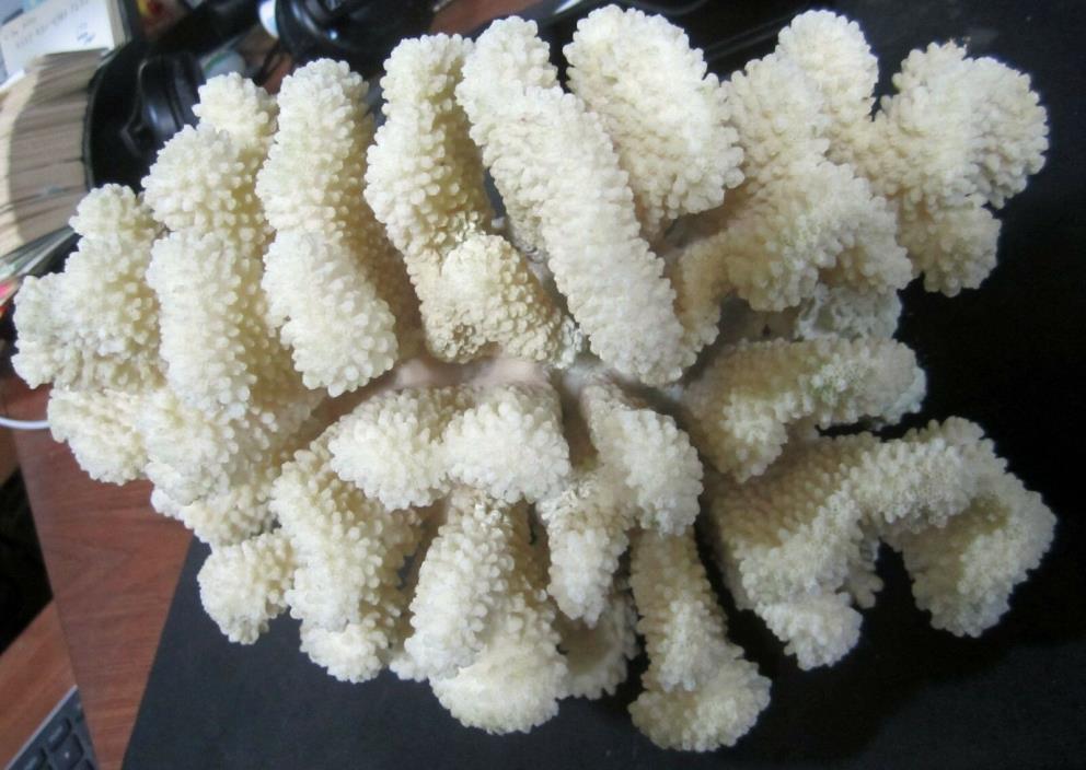 White Coral Aquarium Decoration Natural Fish Tank Ornaments 3+ pounds