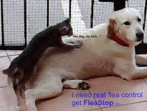 Savanah's Pets brand FleaStop (generic Capstar) for dogs and cats 1.00 per dose