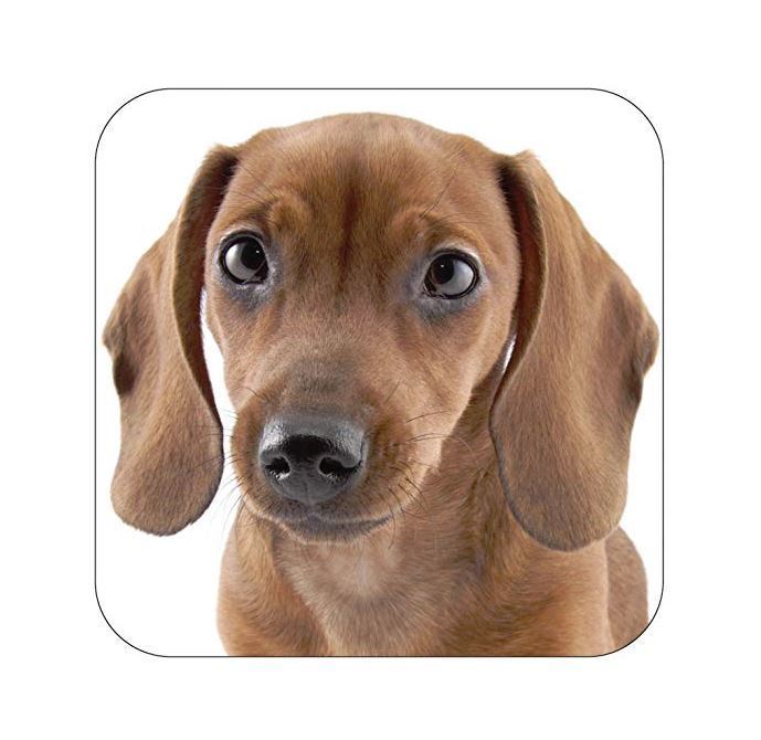 Little Gifts Coasters Dachshund Design