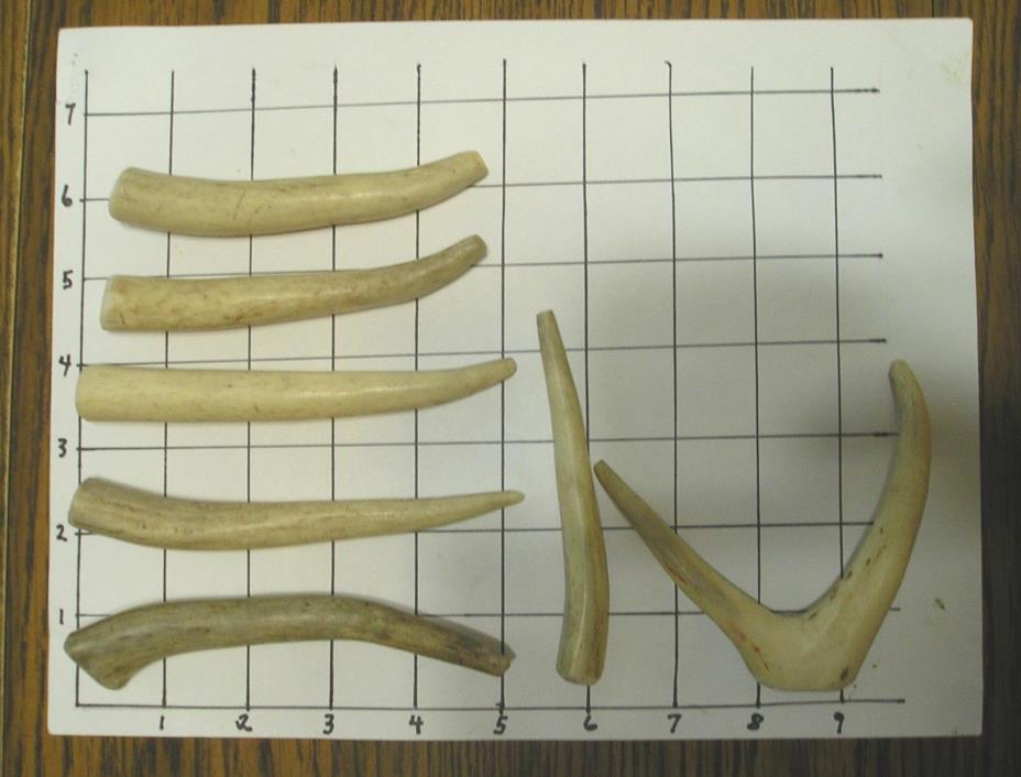 7 Smaller Deer Antlers Dog Chew Treats and/or Crafts