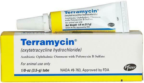 Terramycin Antibiotic Ophthalmic Ointment for cats and dogs