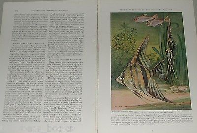 1931 TROPICAL FISH magazine article, color art, home aquariums, breeds etc