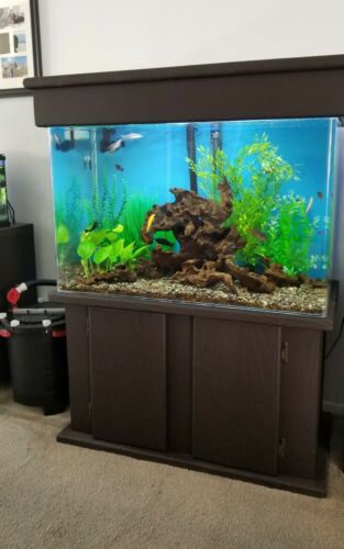 Aquarium fish tank 70g with stand filter eveything