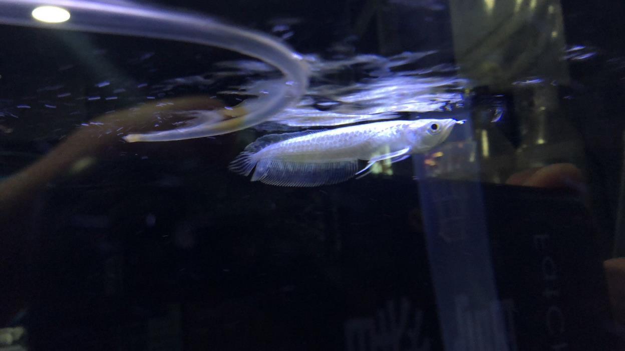 LIVE TROPICAL FISH!!! SNOW SILVER AROWANA 3-4 INCHES LOCAL PICK UP ONLY