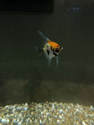 Koi Angelfish