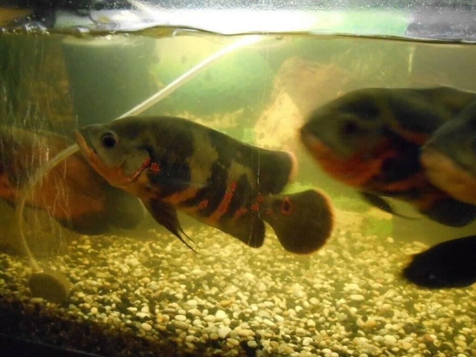 Pair Tiger Oscar Live Aquarium Fish
