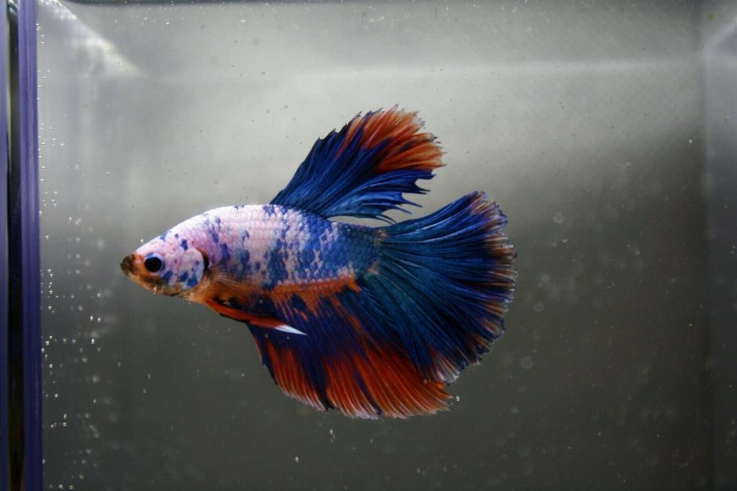 Live Betta Fish A++ Orange Blue Fancy Dragon Halfmoon M#047