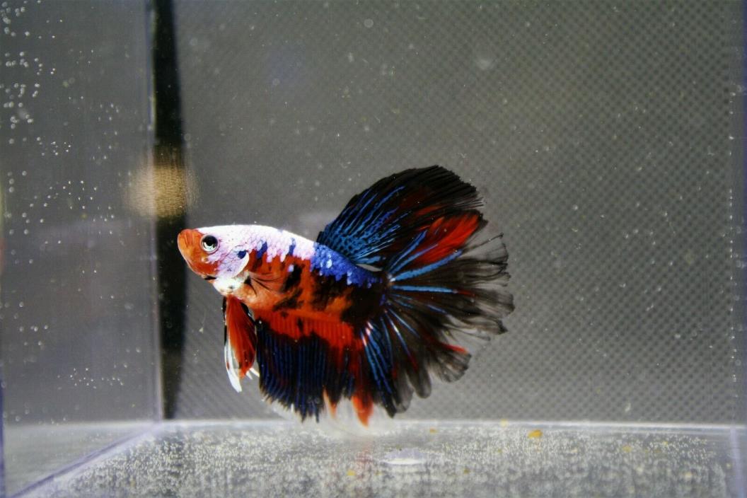 Live Betta Fish A+++ BREEDER QUALITY Lava Dragon Monster Halfmoon M#046