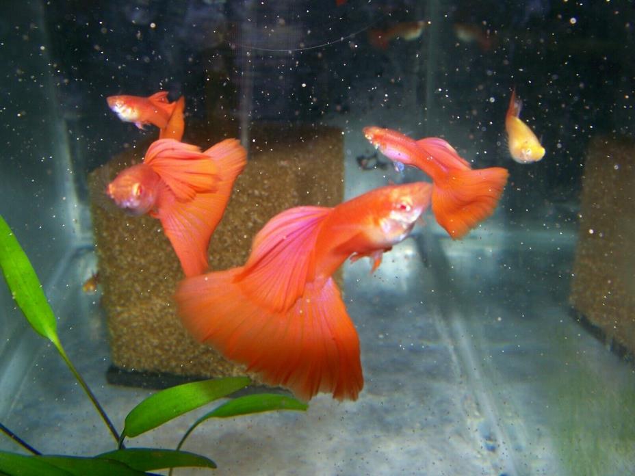 Red Delta show guppy (Trio) with FREE FRY Beautiful Gene Pool Great Finnage!
