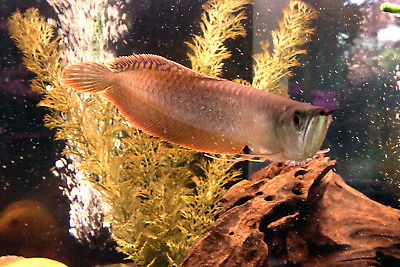 Live Freshwater Fish - 12