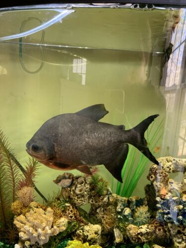 Red Belly Pacu