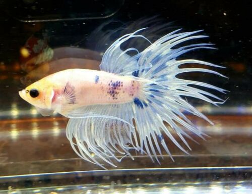 Male Blue White Marble Crowntail (N94)