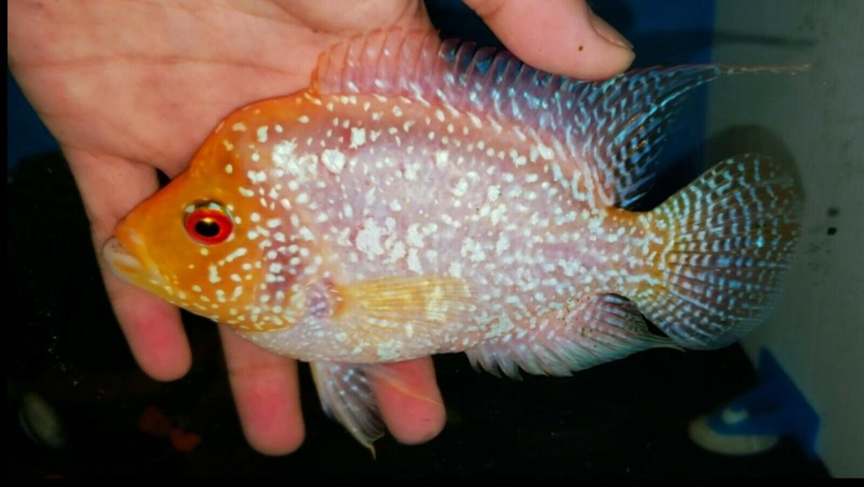 Flowerhorn GB (Fader) female  high quality, proven layed eggs and 4.5 inches