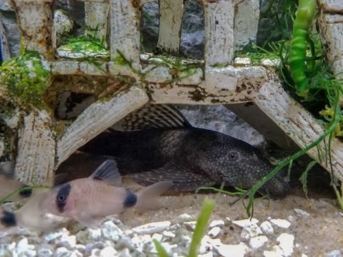 Live Freshwater Fish 5 Panda Cory Peaceful Community Scavenger W/ Free Shipping