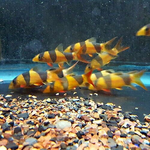Clown Loach Live Freshwater Aquarium Fish