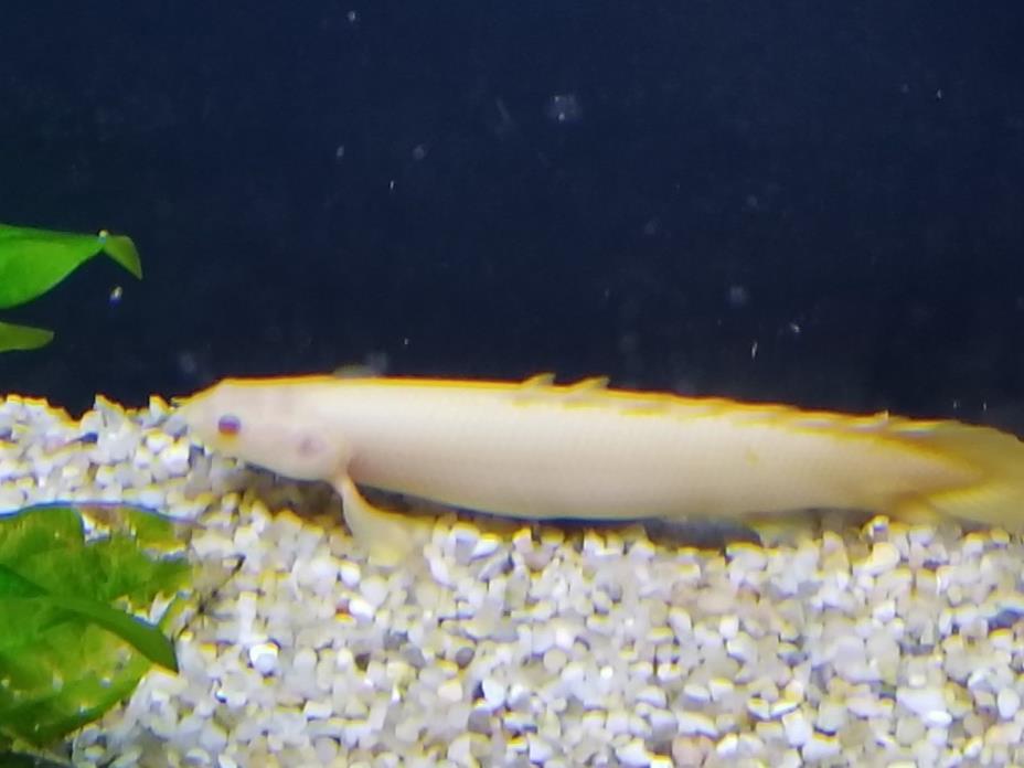 Short  True Albino Bichir Live Freshwater Aquarium Fish (rare)
