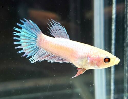 Iridescent Blue White Female Crowntail Betta (N128)