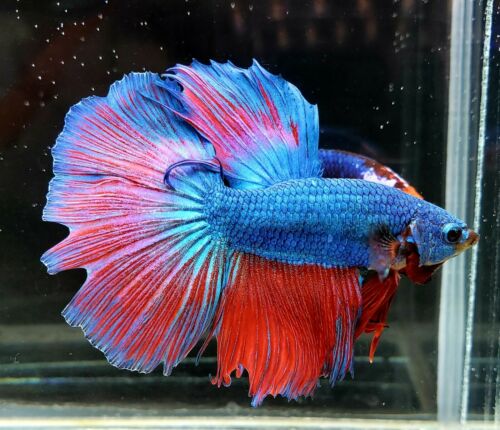 Blue Red Green Multicolored Dragonscale Male Halfmoon Betta (N124)