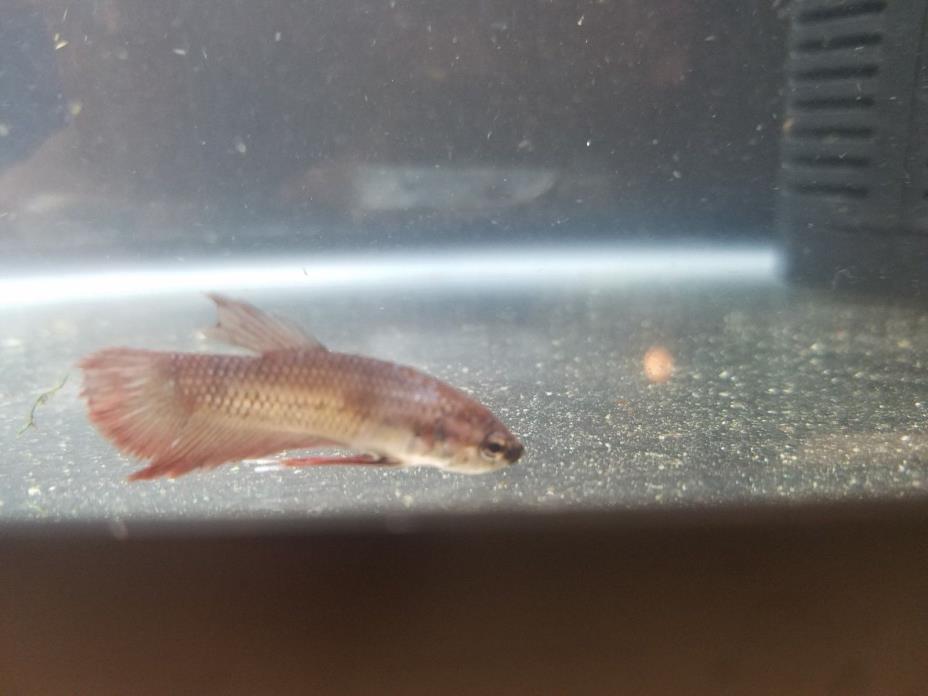 Red Plakat Female Betta - LIVE FISH B32