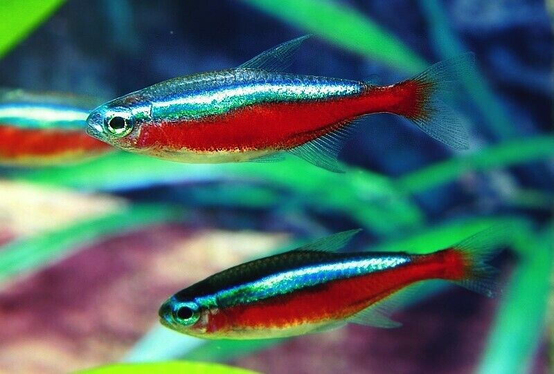 Neon Tetras - Live Tropical Community Aquarium Fish Tetra Paracheirodon Innesi