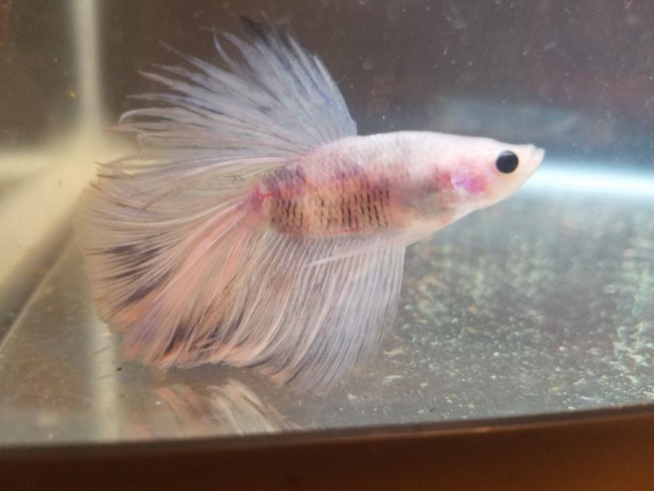 White/Black Male Halfmoon Betta - LIVE FISH B31