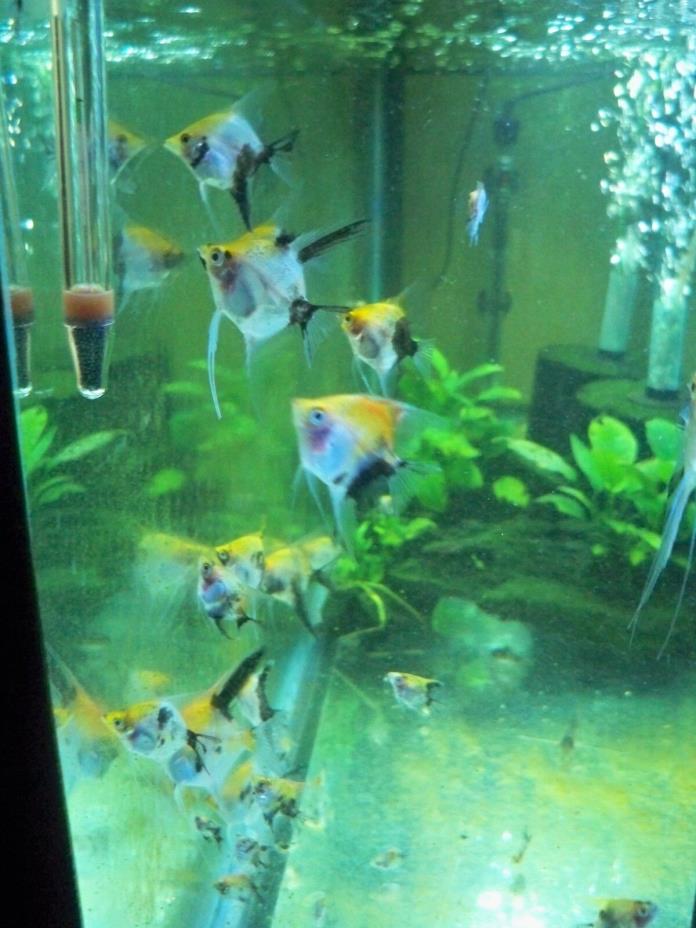 Four Live Tropical Koi Freshwater Angelfish Half Dollar Size