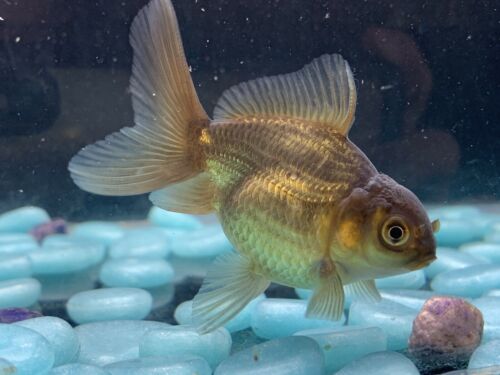 Live Thai Bronze Color Oranda Fancy Goldfish #11 Fish Video Included